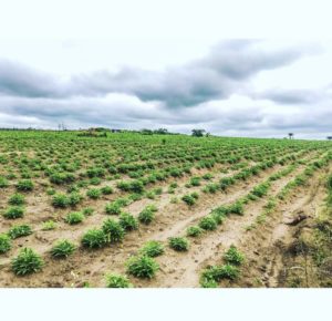 Collaborative farming in Maluku, RDC